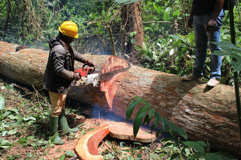 Abattage d'un arbre protégé dans un forêt au Cameroun.