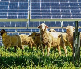 Ferme solaire et pâturage solaire en France.