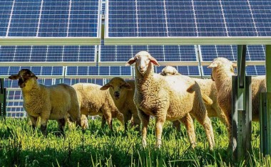 Ferme solaire et pâturage solaire en France.