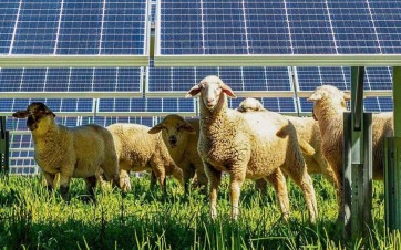 Ferme solaire et pâturage solaire en France.