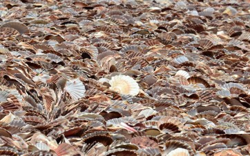 Déchets coquilles saint Jacques