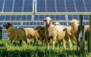 Ferme solaire et pâturage solaire en France.